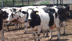 008PG����(�й���)-�ٷ���վ