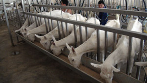 008PG����(�й���)-�ٷ���վ